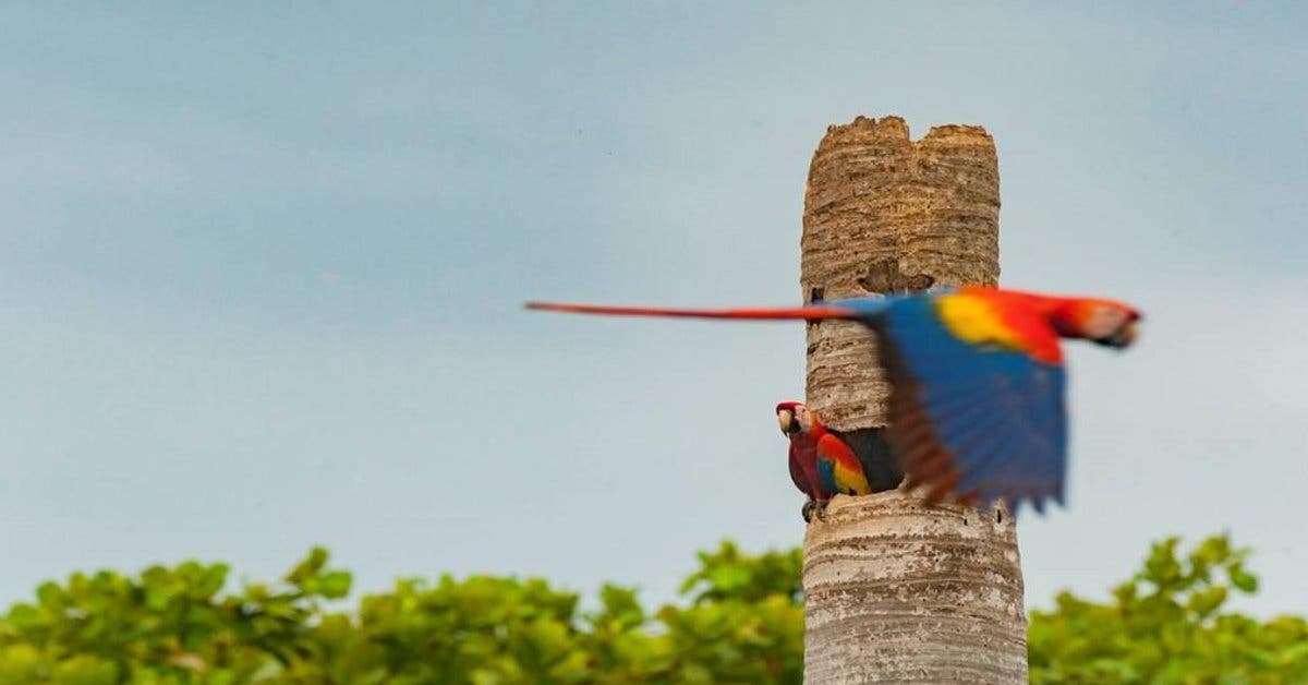 Costa Rica participa por primera vez en feria de observación de aves