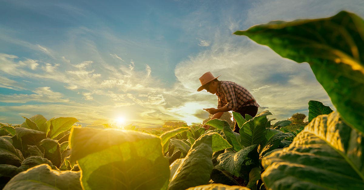 Sectores Agropecuario Pesquero Acu Cola Y Agroindustrial Generan Mas