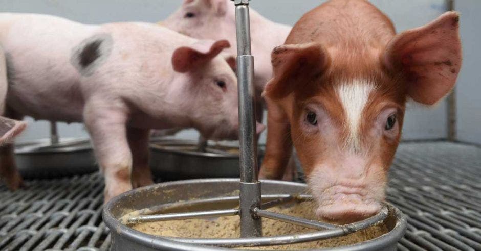 Un cerdo come concentrado en un tazón de aluminio