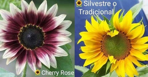 Feria Girasoles de Colores mostrará por primera vez en Costa Rica tres  variedades