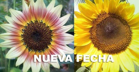 Feria Girasoles de Colores cambia de fecha y mostrará más variedades