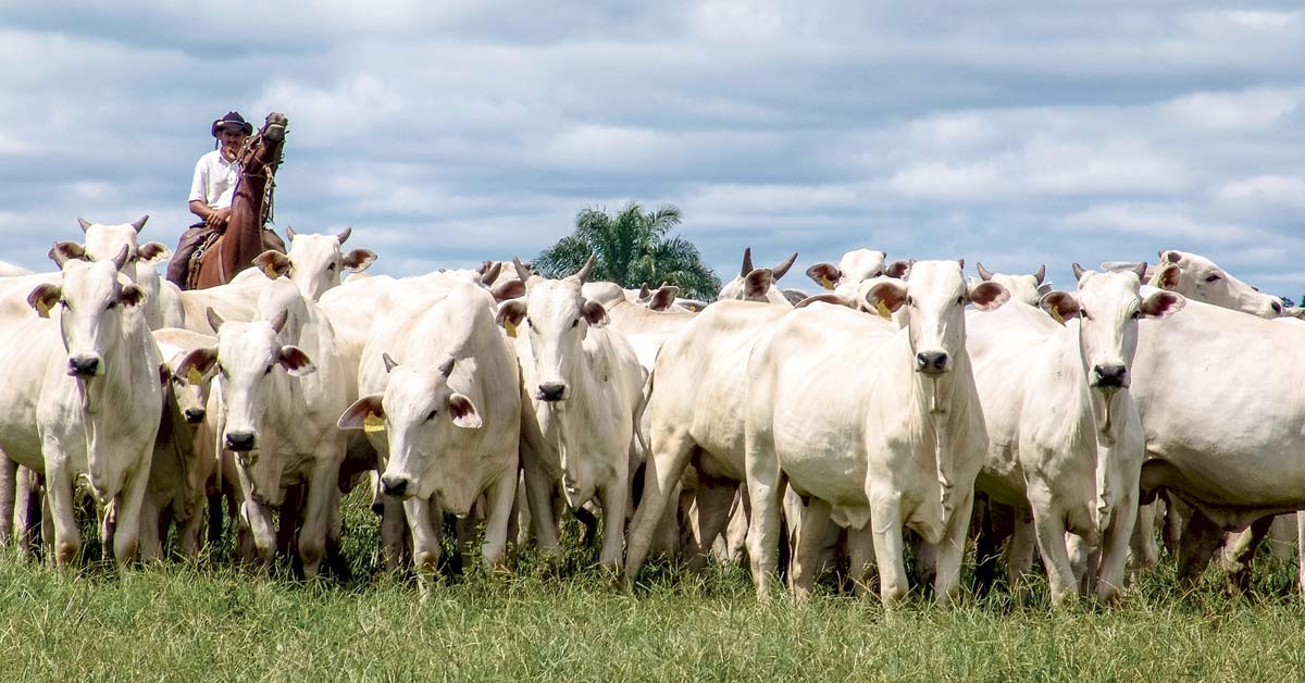 Ganadería en Costa Rica es carbono positiva gracias a estrategia ambiental