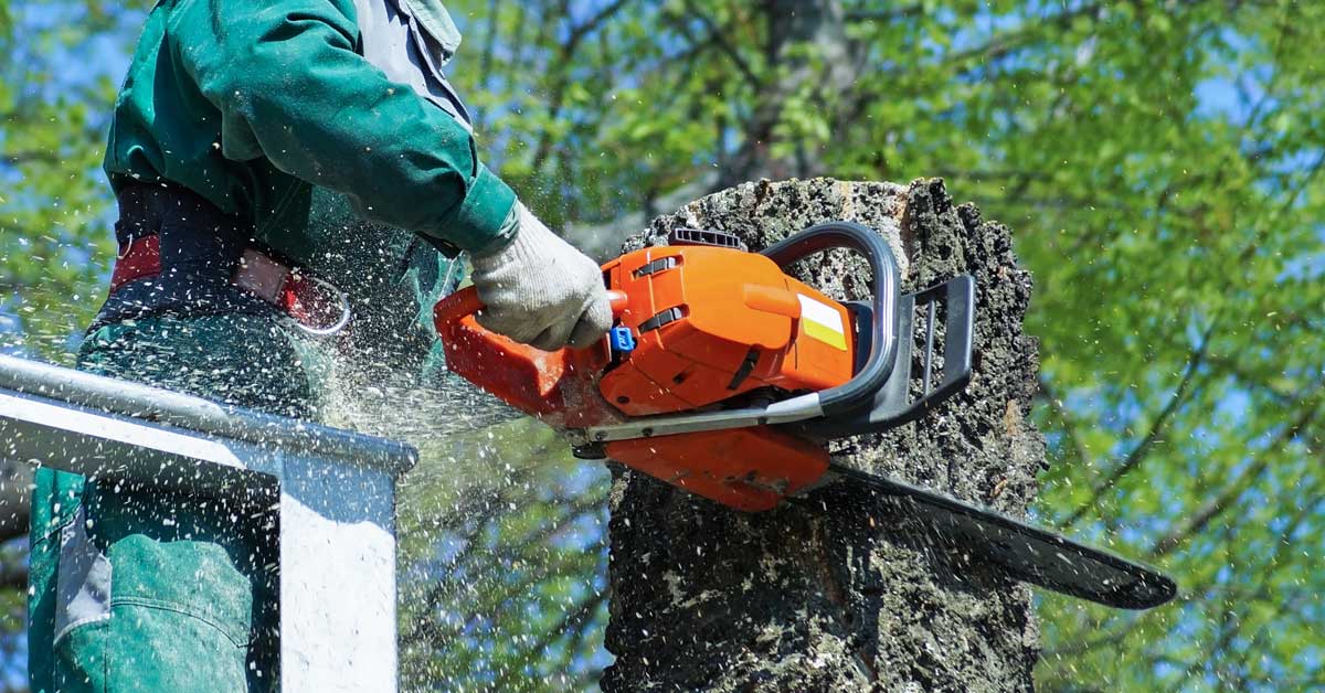 Árboles en orillas de calles podrían ser talados sin permisos del Minae