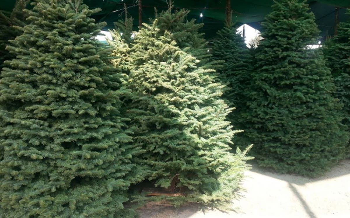 13 municipalidades reciclarán árboles de navidad este mes