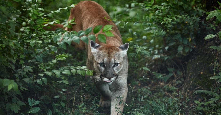 Campana Denuncia Malas Condiciones De Algunos Animales Silvestres En Nuestro Pais