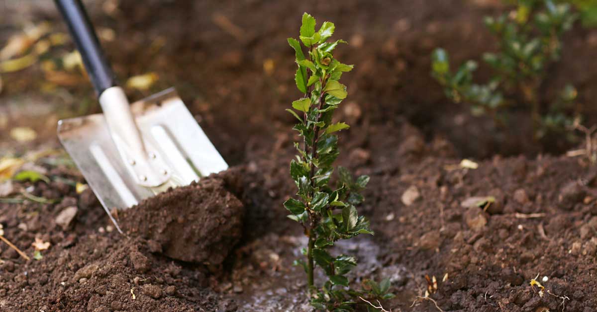 Cuántos árboles debe plantar para compensar el CO2 que produce al mes?