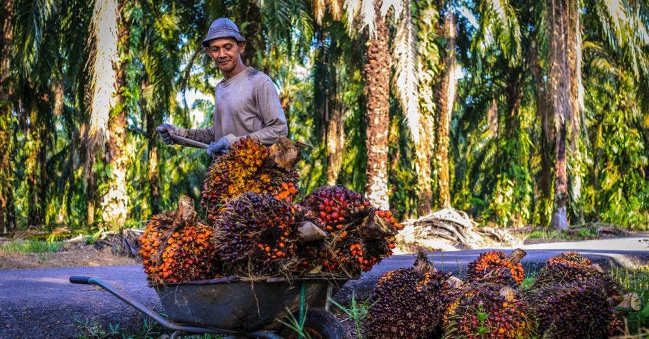 Palma aceitera se cultiva más que la piña en pastos con poca cobertura arbórea