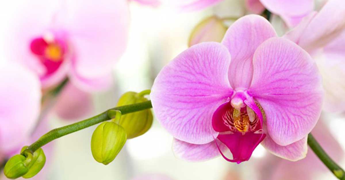 La orquídea más pequeña del mundo está en Monteverde