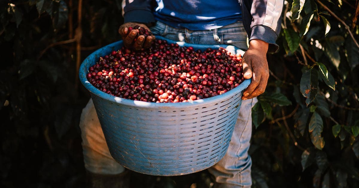 Café De Costa Rica 200 Años Promoviendo El Desarrollo Social Y Económico