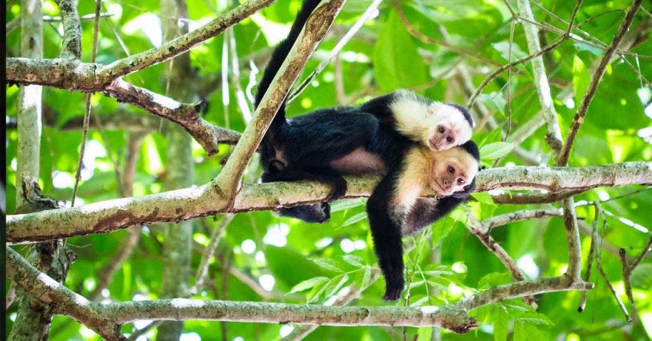 dos monos capuchinos sobre un árbol