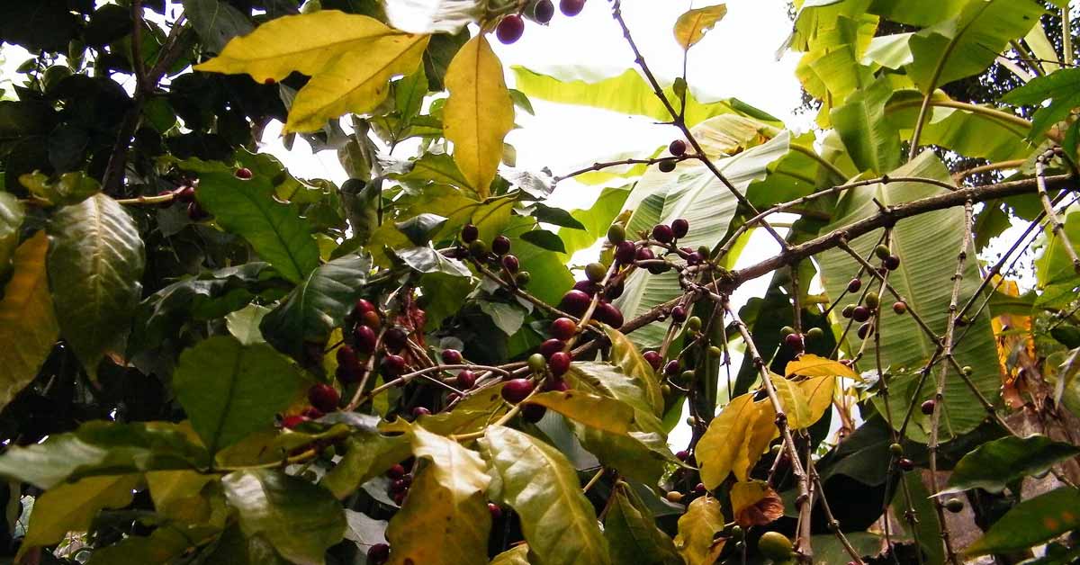 La siembra de café Robusta permitirá nuevas oportunidades