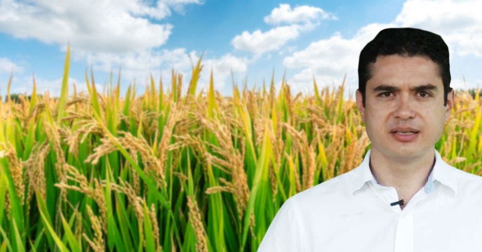 un hombre sonriendo sobre un campo de arroz