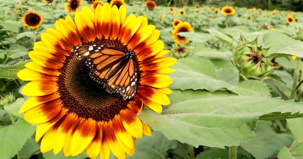 No hay campo de girasoles tan grande ni con tantos colores en el mundo