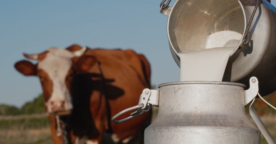 Un lechero echando lecho en un recipiente y una vaca de fondo