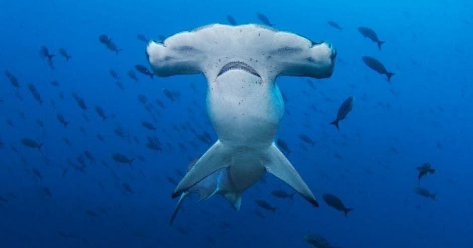 Especies de tiburones amenazadas