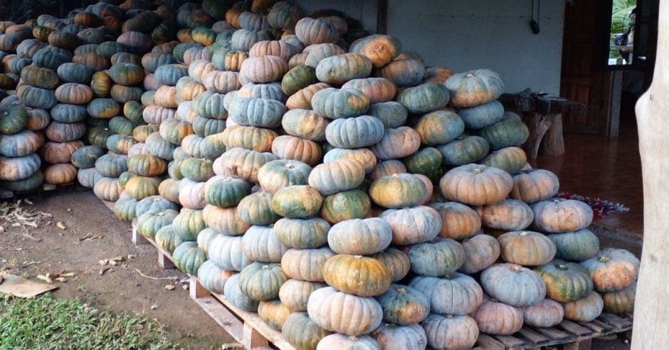 ayote tipo “mandarina”, productores