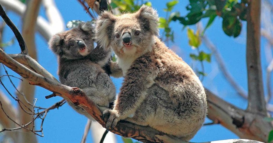 koala peligro extinción