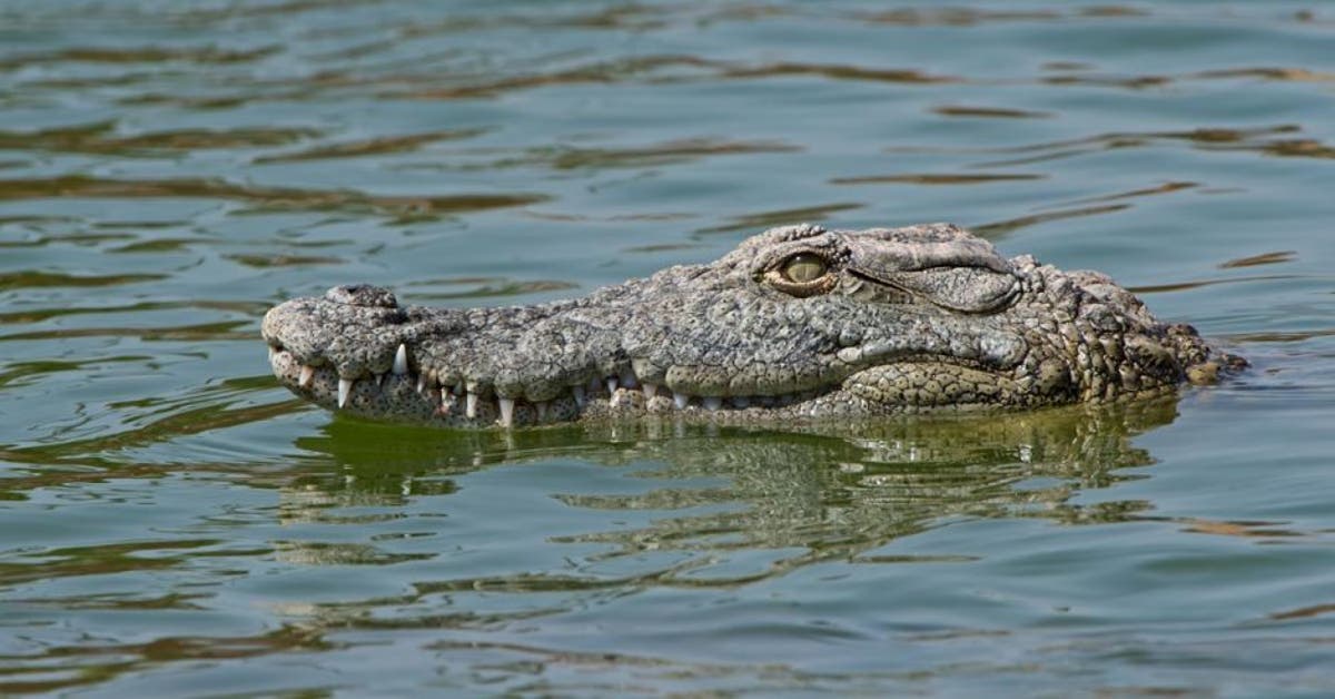 Minae lamenta ataque de cocodrilo a persona en Golfito y recuerda que pesca  ilegal de arbaleta es muy peligrosa