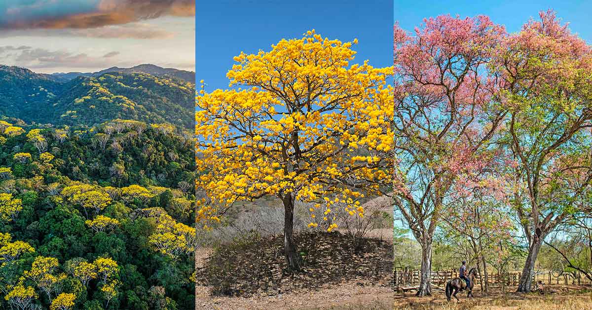 Árboles mágicos de Costa Rica engalanarán la primavera de París