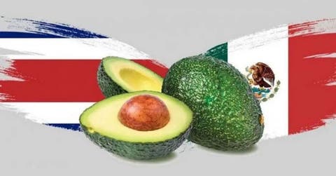 Castigo al aguacate de Michoacán: impacto a millones de toneladas