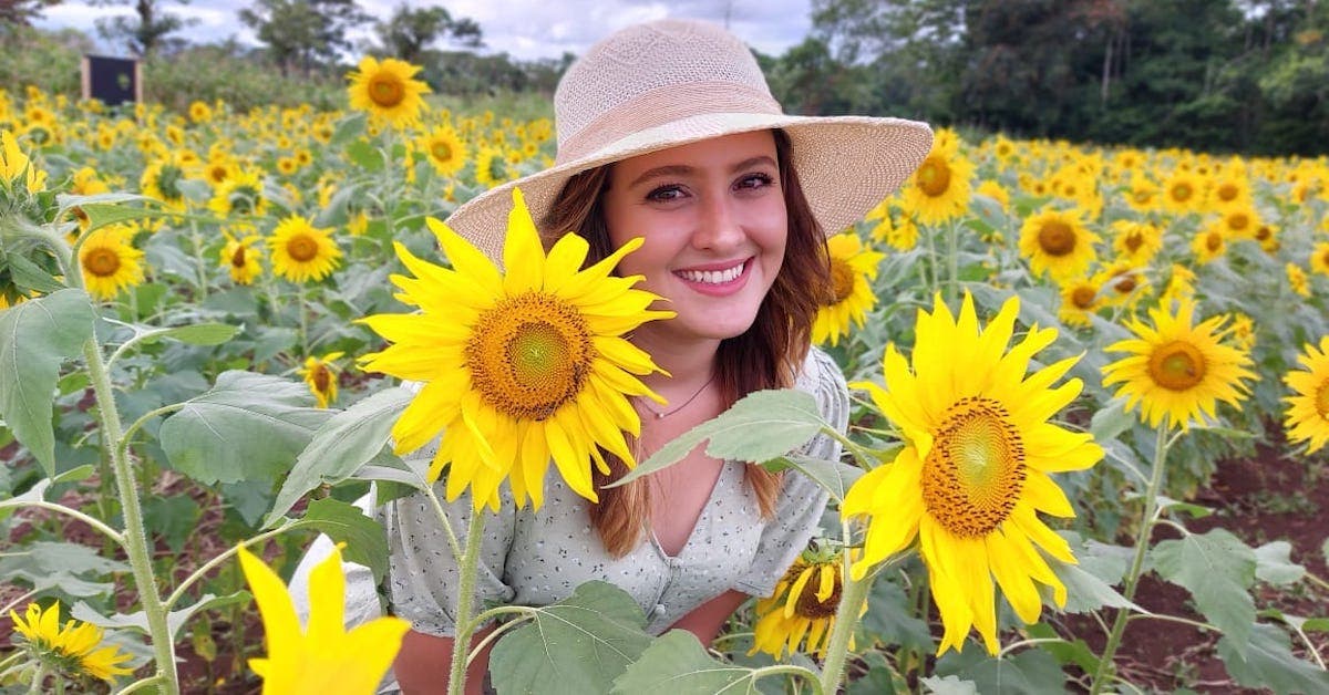 Campo de Girasoles más grande de Centroamérica prepara floración