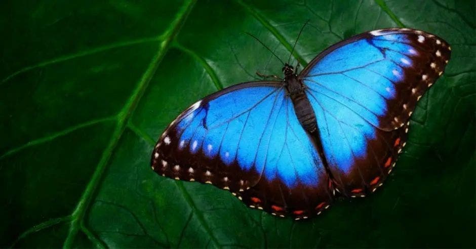 mariposa morpho