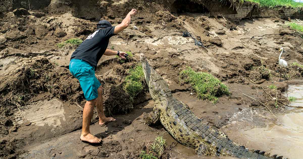 Fotos) Turistas exponen sus vidas por tour operadores que alimentan  cocodrilos en río Tárcoles