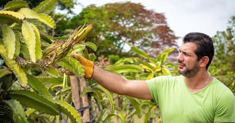 Pitahaya