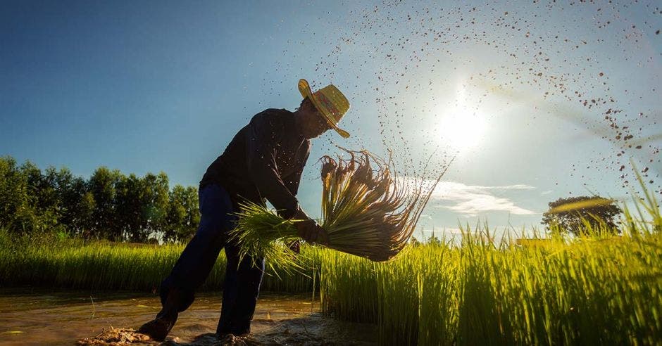 Producción