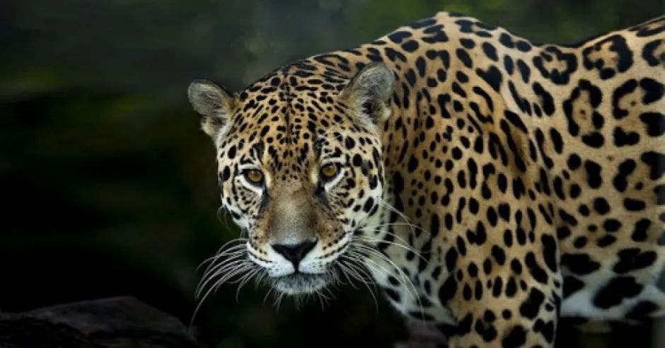 jaguar Corcovado