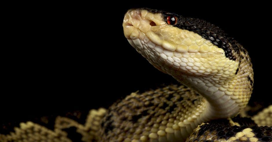 serpiente plato negro