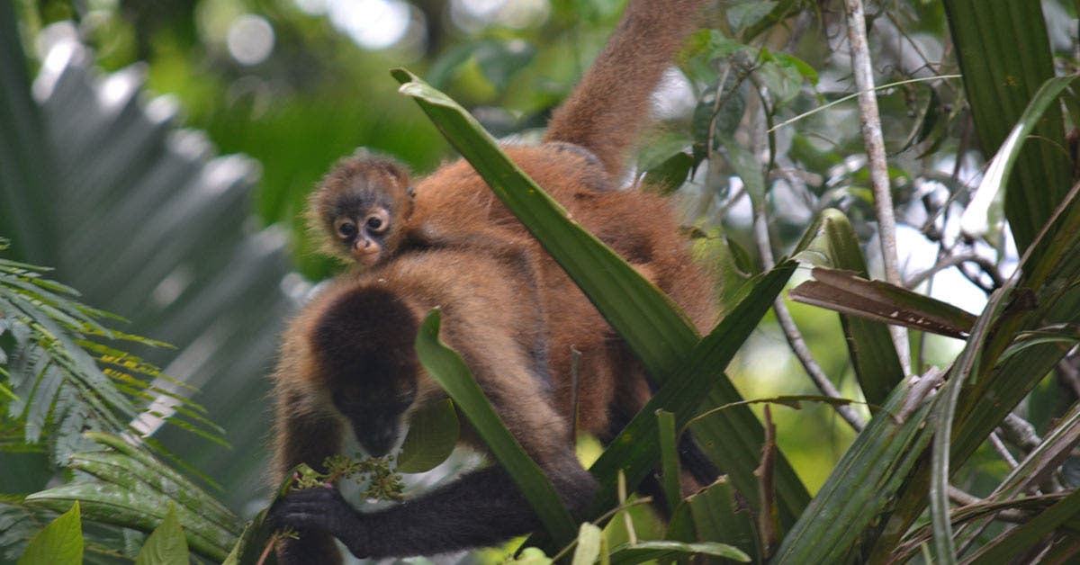 Video) Monos araña bajan de árbol para abrazar a turista