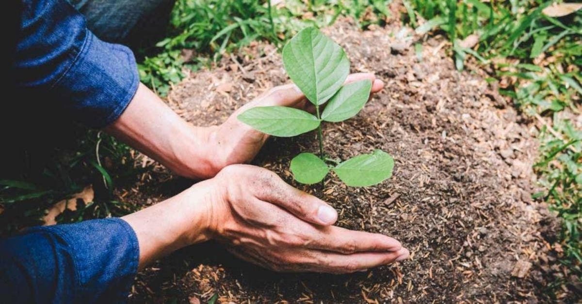 Planting Trees pays tribute to education workers who died from Covid-19