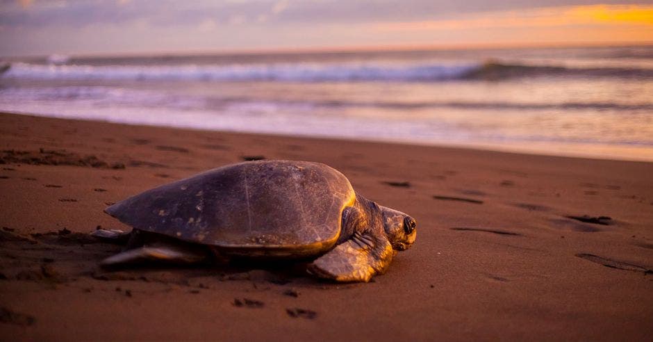 arribada tortugas