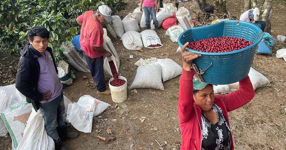 En su búsqueda de crear el mejor café, la Hacienda Luisa Norte, tomó la decisión de conservar las áreas de protección de bosques primarios y fuentes de agua. Cortesía/La República.