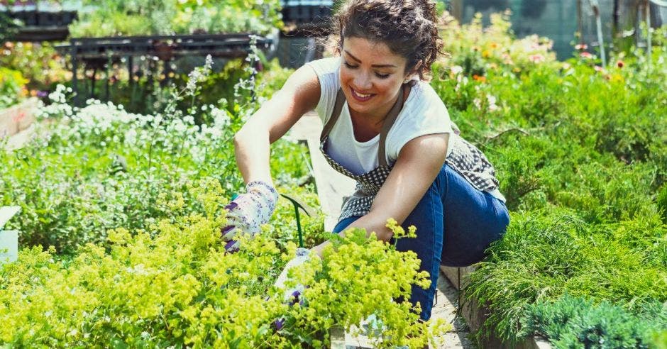 Jardinería