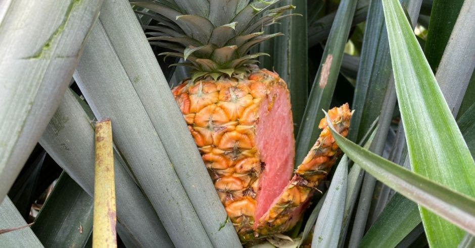 piña rosada