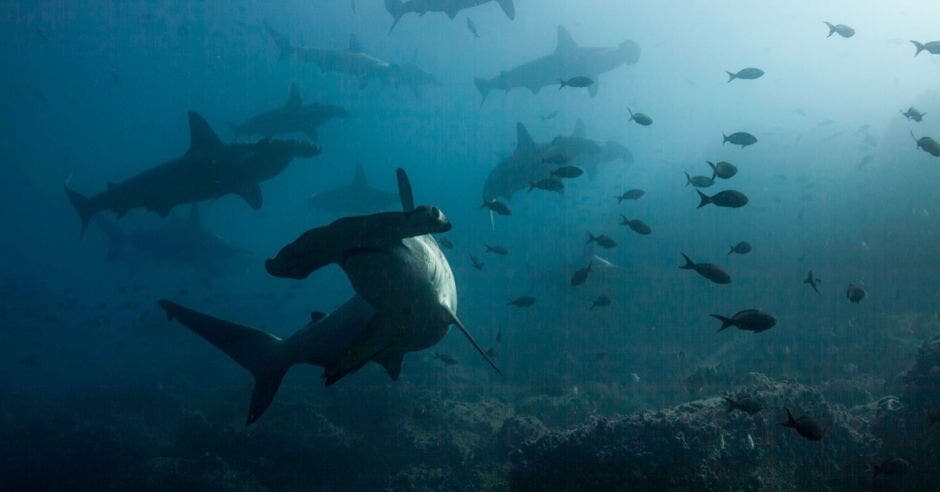 tiburones peligro extinción