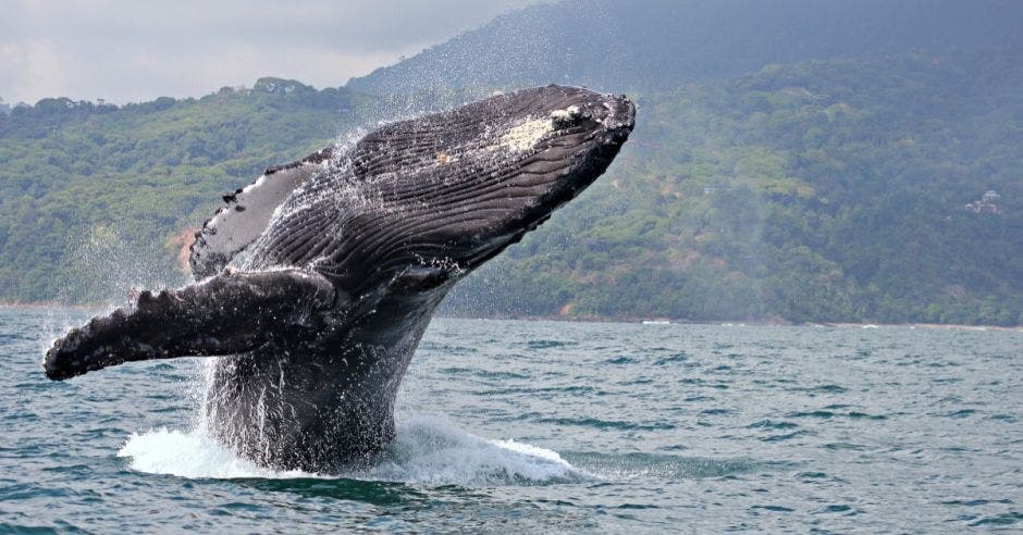 ballenas delfines