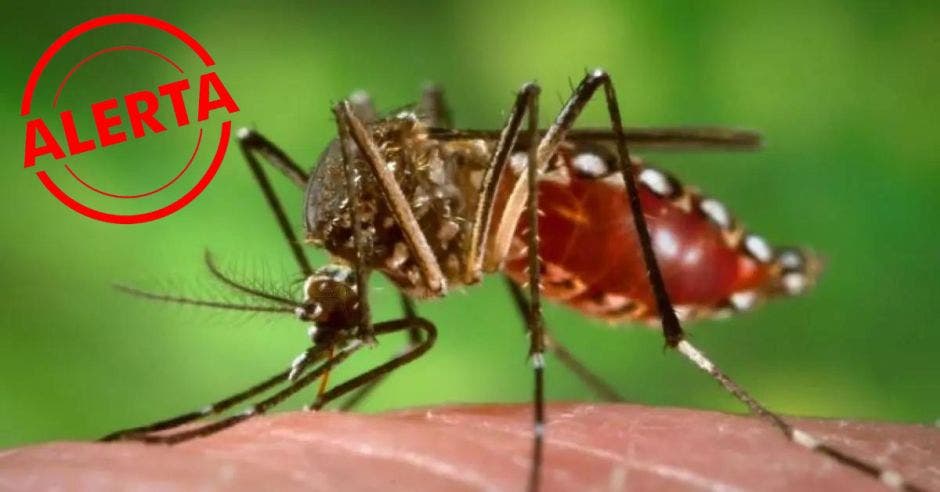 nueva alarma emerge aumento casos dengue costa rica conocerse se ha detectado retorno luego una década serotipo cuatro incremento riesgo población anuente contagiarse presencia todas variantes simultáneamente enfermedad según autoridades