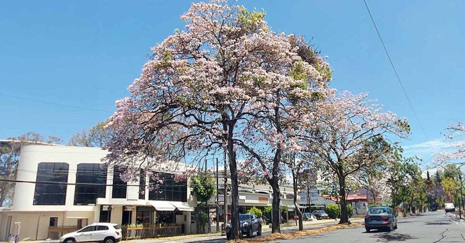 San José. Cortesía/La República.