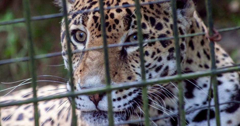 costa rica jaguar zoologico