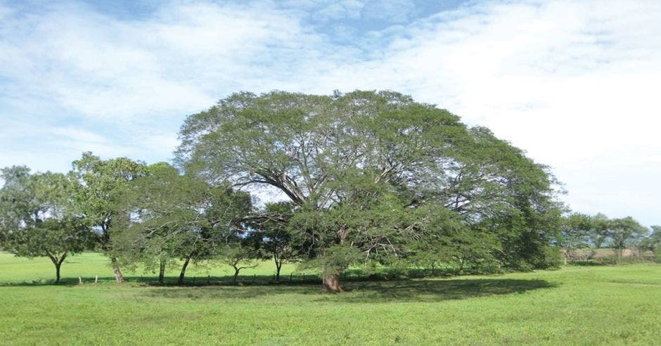 árbol de Guanacaste