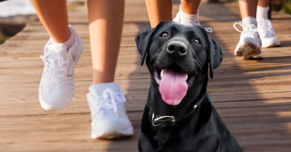 Los veterinarios de SENASA  advierten que la extenuante caminata, que congrega a miles de personas durante los días 1 y 2 de agosto, pone en riesgo a las mascotas. Cortesía/La República.