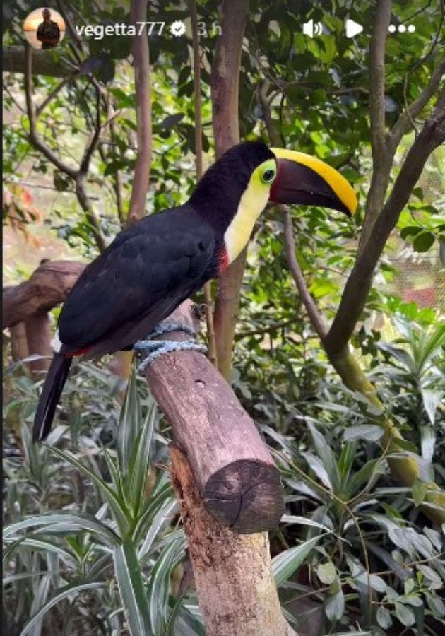 tucan