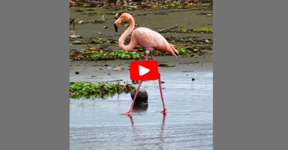 flamenco en Limón