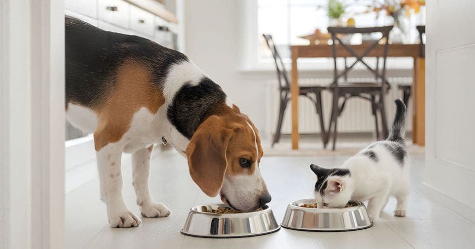 Alimentación mascotas