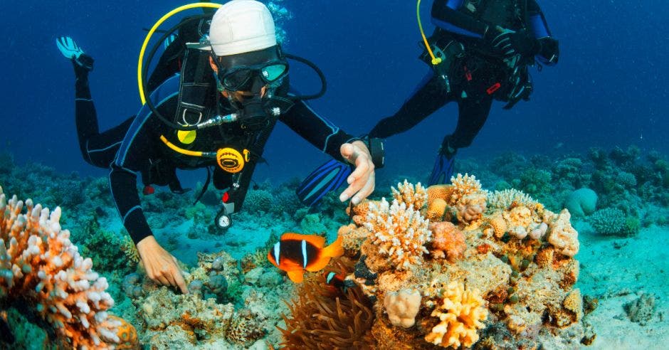 El proyecto busca revertir décadas de daño en los arrecifes de Bahía Culebra, cuya cobertura cayó del 70% en los años 90 a un alarmante 4% en 2019.  Foto con fines ilustrativos. Canva/La República.