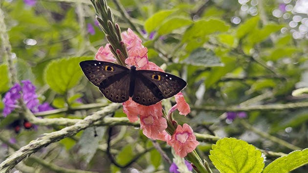 mariposa