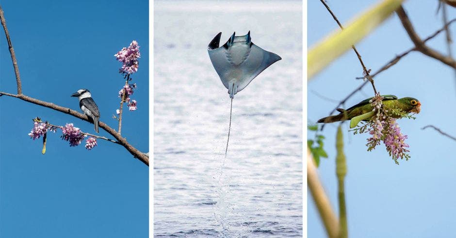 La ruta cuenta con una gran diversidad de fauna como las aves. Además de flora. Cortesía/La República